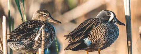 Blue-Winged Teal – A Waterfowl Species Profile - Endless Migration