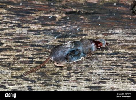 Bloody rodent hi-res stock photography and images - Alamy