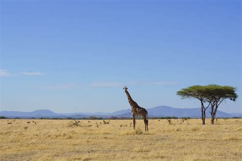 An iconic Ruaha National Park shot. @nomadtanzania #Tanzania #Africa # ...