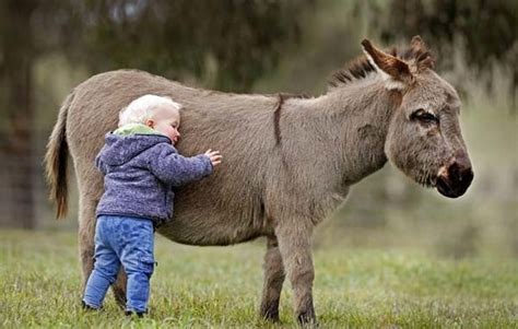 15 Surprising Miniature Donkey Facts and Information (#)