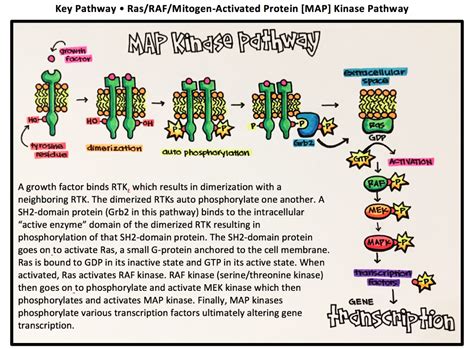 13. Enzyme-Linked Receptors – Principles of Pharmacology – Study Guide