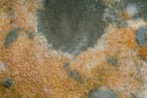 Spoiled Moldy Bread with Spores of the Fungus Closeup. Macro Penicillin Stock Image - Image of ...