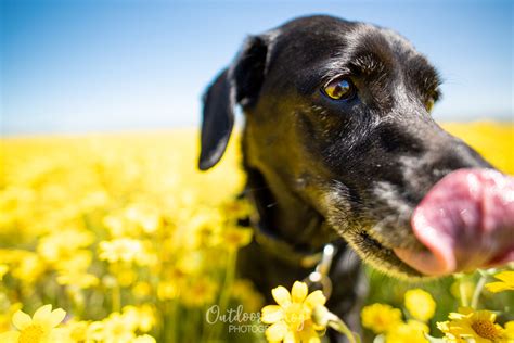 Outdoor Dog Photography | Outdoor Dog