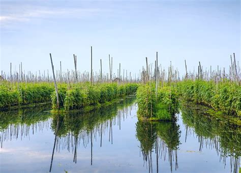 Floating Gardens on Inle Lake Stock Image - Image of boat, home: 43324823