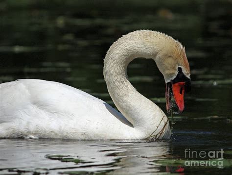 Swan Feeding Photograph by Rachelle Bluster - Fine Art America