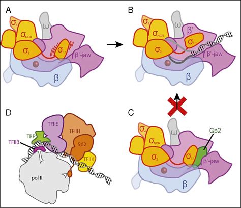 Rna Polymerase Structure And Function