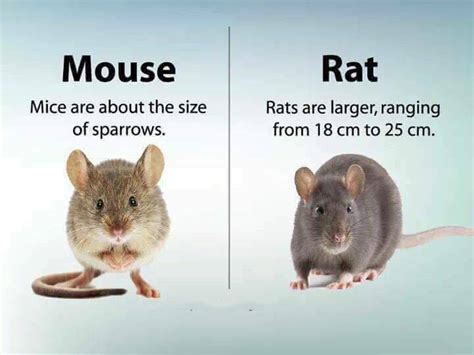 13 Differences That Will Enhance Your Knowledge