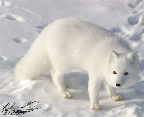 The Arctic fox, also known as the white fox, polar fox, or snow fox, is ...