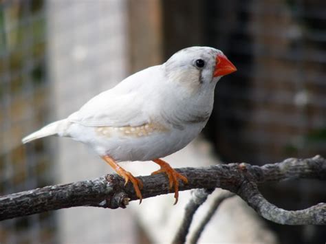 Zebra Finches Male And Female