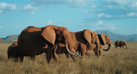 ‘The Elephant Queen’ Review: Magnificent Images of Majestic Animals - The New York Times