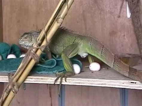 Iguana laying her eggs - YouTube