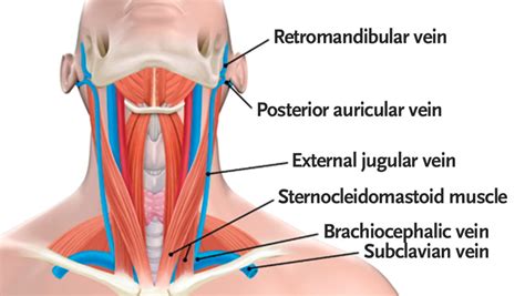 Examination of the Neck Veins | NEJM