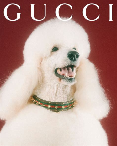 The article: UNVEILING THE GUCCI PET COLLECTION