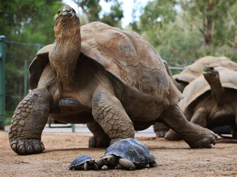 Giant tortoises stolen from Galapagos | Adelaide Now