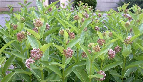 Common Milkweed | Lewis Seed Company