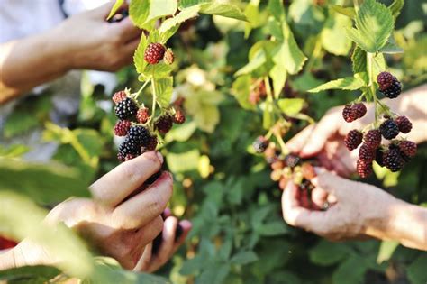 Varieties of Thornless Blackberry Plants | Hunker