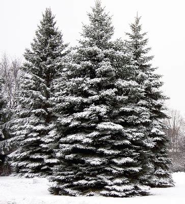 Sherri's Jubilee: Evergreens in Snow