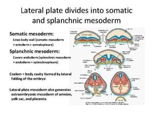 Coelom formation in protostomes and deuterostomes and types of coelom | PPT