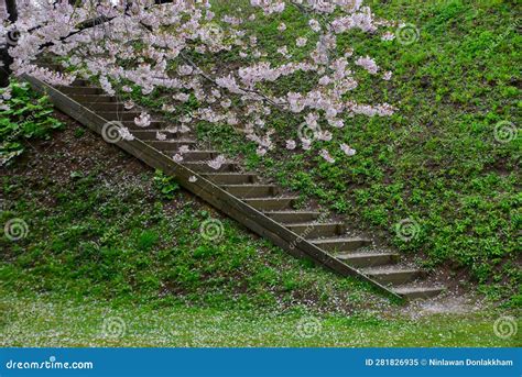 Cherry Blossom of Goryokaku Park, Hakodate, Japan Stock Image - Image ...