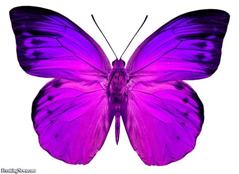 Beautiful Purple Butterfly with Black Spots