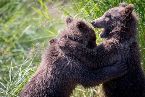 Two Alaskan Brown Bear Cubs Playing Stock Photo - Image of cube, ursus: 96948768