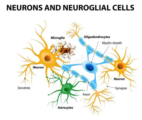 Glial cells in the brain stock vector. Illustration of medical - 47546395