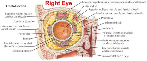 Periorbital cellulitis, Orbital cellulitis, causes, symptoms, diagnosis ...