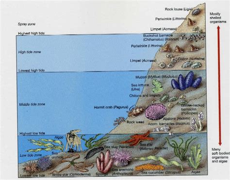 Aquarium Ecosystem Drawing