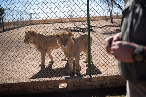 Who buys lion bones? Inside South Africa’s skeleton trade