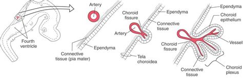 The Ventricles, Choroid Plexus, and Cerebrospinal Fluid | Neupsy Key