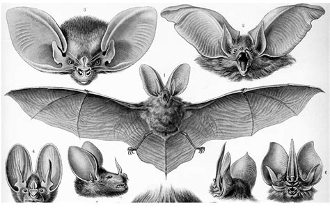 Animal drawings, Animals, Animal illustration