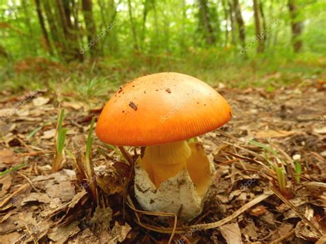 Amanita Caesarea Mushroom — Stock Photo © PlazacCameraman #82025000