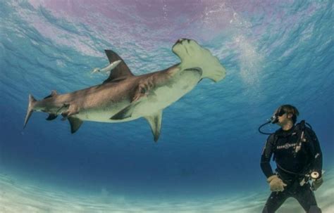 When is the best time to dive with Hammerheads in Galapagos? | RUSHKULT