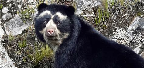 Earth Day 2022: A Golden Bear and Hundreds of Mammals Waiting to Be Discovered