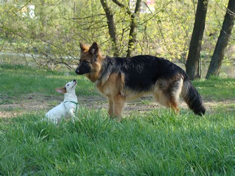 Free Images : animal, park, german shepherd, pets, friends, vertebrate, dog breed, old german ...