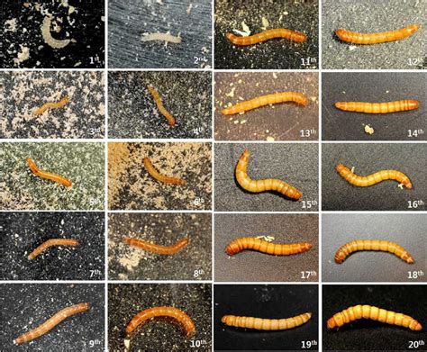 Tenebrionidae Larvae