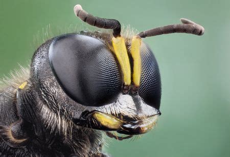 Insect Head - head, macro, eyes, insect (mit Bildern) | Tierfotografie ...