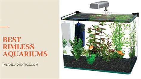 The 7 Best Rimless Aquarium to Choose From this 2024