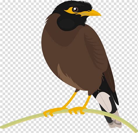 Maina Bird Clipart Cartoon