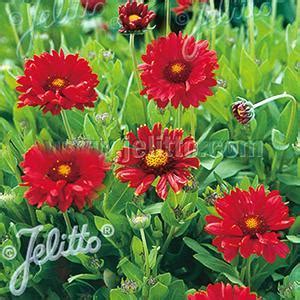 (Blanket Flower) Gaillardia grandiflora Burgundy from Swift Greenhouses