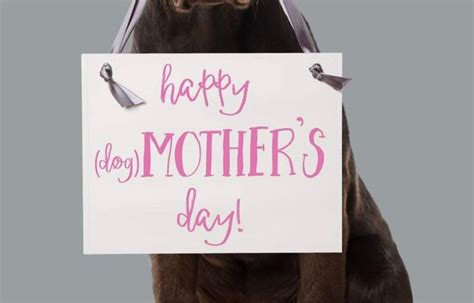 Mother’s Day Spa Package, PetSmart (Port Arthur, TX), 12 May 2023 | AllEvents.in