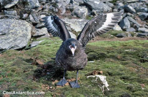 Thumbnails - Skua - adults 2 - Free use pictures of Antarctica