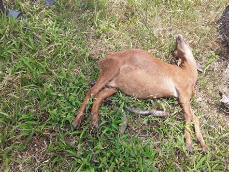 Dead animals confuse residents in this Trinidad community - Stabroek News