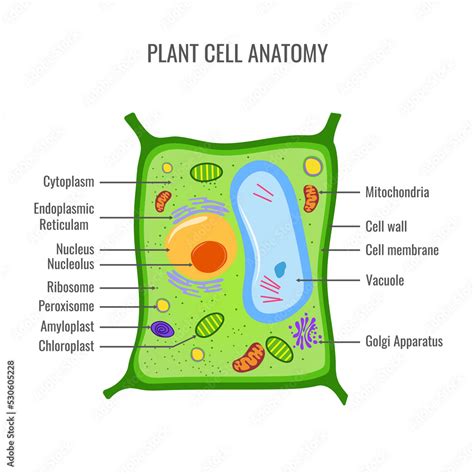 Plant cell structure, anatomy of a biological cell with labeled parts ...