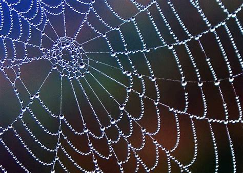 Spider Web with Dew Drops | Spider web, Spider, Photography forum