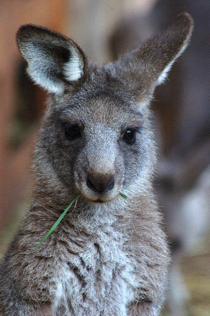 from Flickr | Western grey kangaroo, Animals, Kangaroo