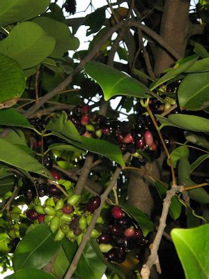 bucaio: The View from Below a Duhat Tree