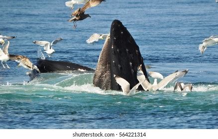 Humpback Whale Feeding Stock Photo 564221314 | Shutterstock