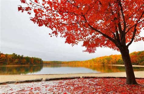 Download Walden Pond Concord Massachusetts Wallpaper | Wallpapers.com