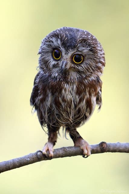 Who you calling funny looking? | Baby owls, Owl, Pet birds